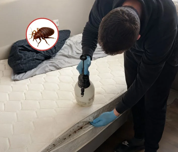 Technicien traitant un matelas contre les punaises de lit à Le Plessis-Trévise